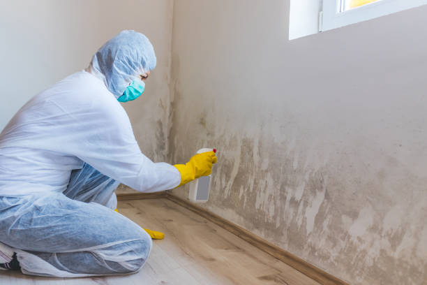 Licensed Mold Testing service in Hicksville, NY - WQB Mold Removal
